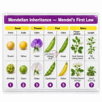 Mendelian Inheritance (Mendel's First)